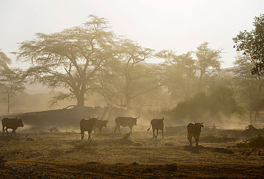 畜群,尘土,逆光,风景,纳米比亚,非洲