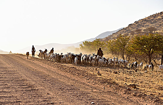 辛巴部落,牧群,山羊,主路,考科韦尔德,纳米比亚,非洲
