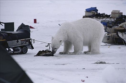 北极熊,露营,北极