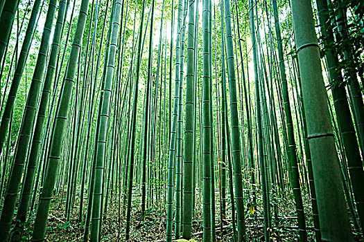 竹子,树,树林,岚山,京都府,近畿地区,本州,日本