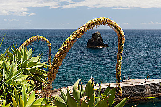 花,龙舌兰,海岸,马德拉岛,葡萄牙