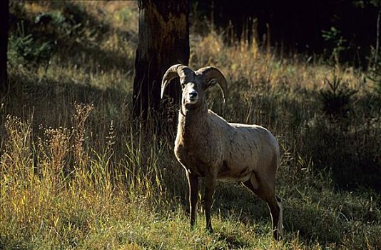 洛基山大角山羊,大角羊,站立,树林,卡斯特州立公园,南达科他,美国