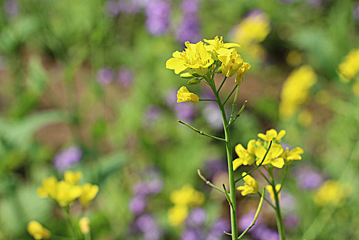 油菜花,蜜蜂