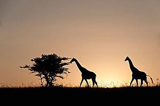 网纹长颈鹿,长颈鹿,一对,牧场,肯尼亚