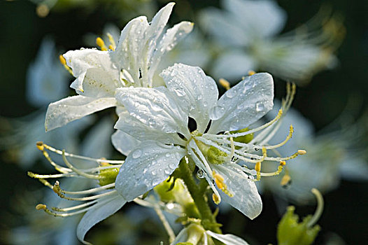 花,草药,德国