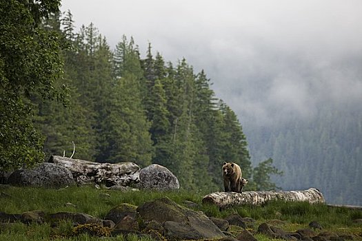 母兽,棕熊,幼兽,湾流,不列颠哥伦比亚省,加拿大