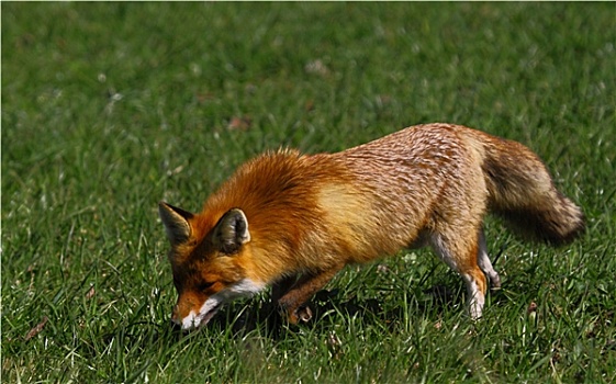 红狐