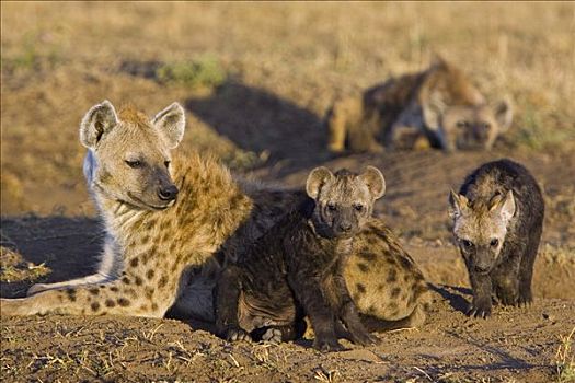 斑鬣狗,母兽,星期,老,幼兽,马赛马拉国家保护区,肯尼亚