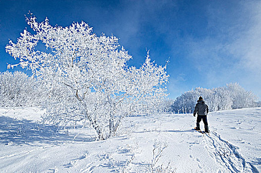 男人,雪鞋,土地,靠近,萨斯喀彻温,加拿大