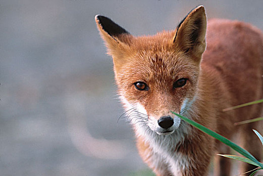 红狐,狐属,阿拉斯加,半岛,头像