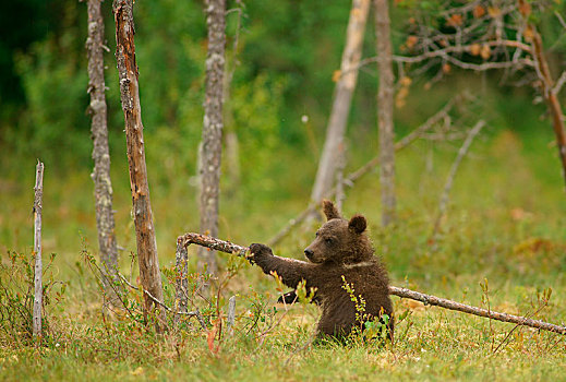 棕熊,幼兽,芬兰,欧洲