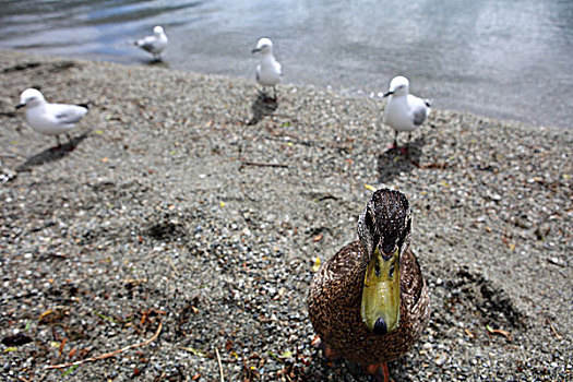 瓦纳卡湖畔的海鸥与野鸭