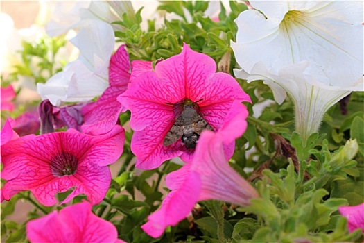 昆虫,蜜蜂,花