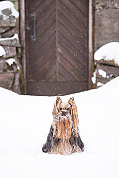 狗,雪,脸,约克郡犬,头像,户外,冬景