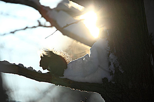 北海道松鼠,雪