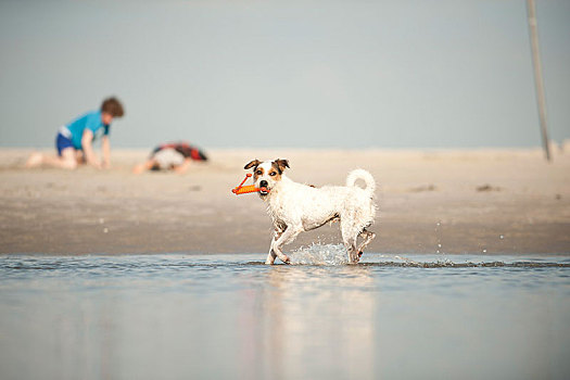 梗犬,玩,海滩