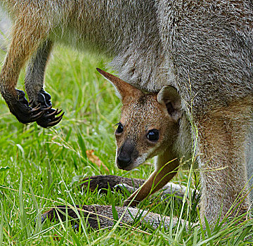 红颈袋鼠,幼兽,凝视,昆士兰,澳大利亚