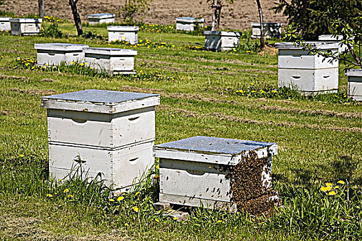 蜂蜜,产生,蜂巢,蜂场,农场,春天,魁北克,加拿大