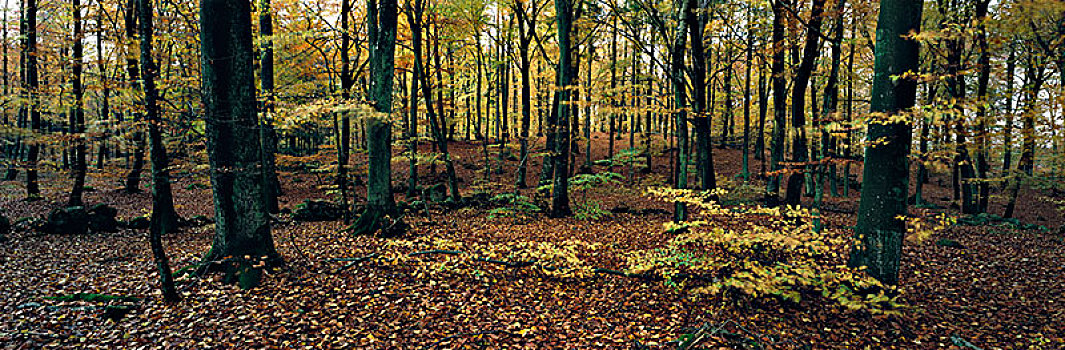 秋日树林,瑞典