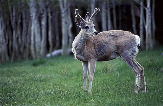 长耳鹿,空齿鹿属,哺乳动物,大盆地国家公园,亚利桑那,美国,北美,动物