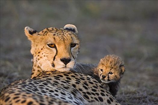 印度豹,猎豹,白天,老,幼兽,攀登,母兽,日出,马赛马拉,自然保护区,肯尼亚