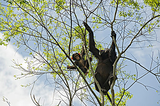 黑猩猩,类人猿,母亲,1岁,幼仔,觅食,叶子,树上,西部,乌干达