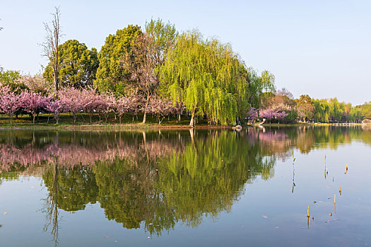 苏州阳澄湖半岛仙樱湖公园春季风光