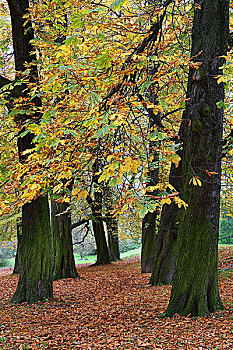 欧洲七叶树,秋天