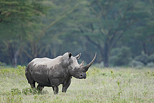 肯尼亚,纳库鲁湖国家公园,濒危,白犀牛,站立,草丛