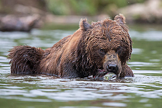 棕熊,红大马哈鱼,堪察加半岛,俄罗斯,欧洲