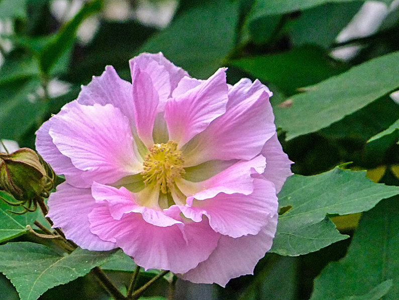 芙蓉花图片_芙蓉花高清图片_全景视觉