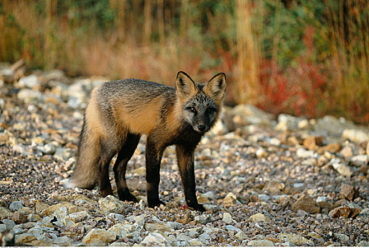 红狐,阿拉斯加,美国