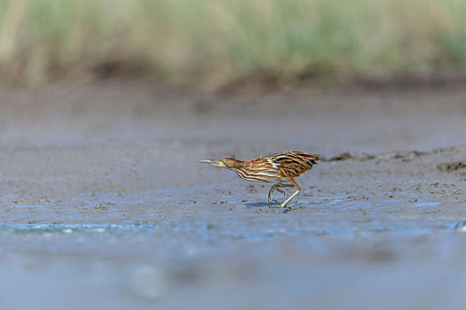 一只黄苇鳽鸟游荡巡逻在水塘岸边伏击猎物