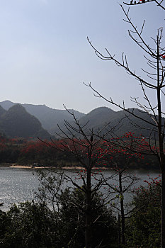 木棉花开,爱意会来