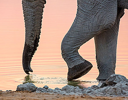 非洲,纳米比亚,埃托沙国家公园,喝,大象,日落,画廊