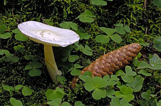 无毒图片_无毒图片大全_无毒图片素材