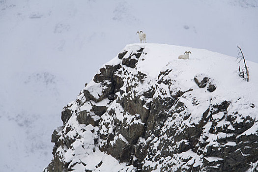 野大白羊,站立,休息,岩石,上面,绵羊,山,克卢恩国家公园,育空地区,加拿大