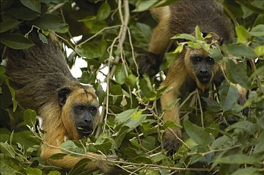 猴子,潘塔纳尔,巴西,南美