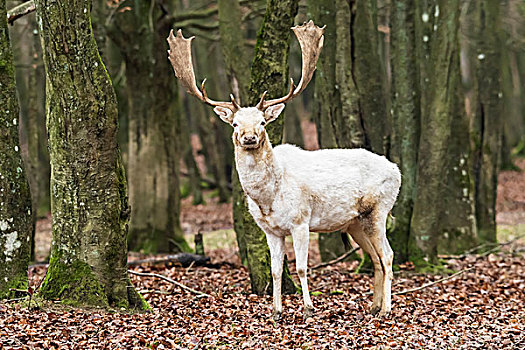 白色,扁角鹿,树林,莱茵兰普法尔茨州,德国,欧洲