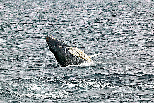 驼背鲸,鲸跃,大翅鲸属,鲸鱼,生态,自然保护区,纽芬兰,加拿大