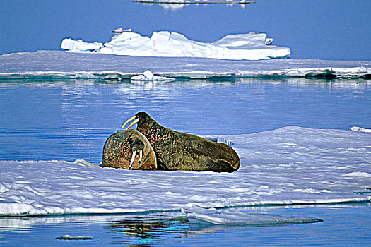 两个,成年,雄性,海象,打斗,浮冰,斯瓦尔巴特群岛,北极,挪威