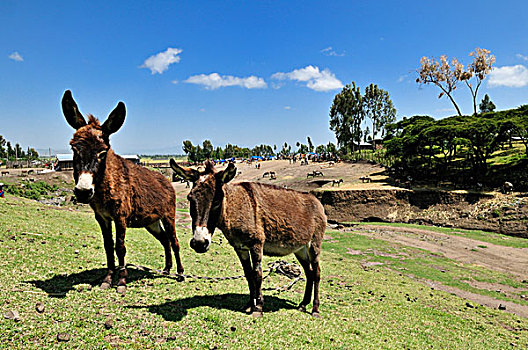 两个,好奇,驴,埃塞俄比亚,非洲
