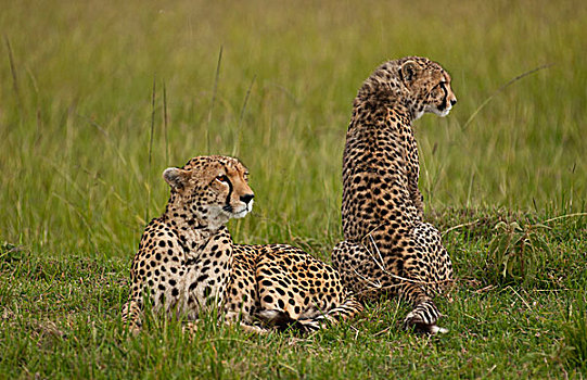 肯尼亚,马赛马拉,女性,印度豹,放松,幼兽,草丛,麦赛-玛拉国家公园