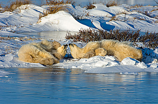 北极熊,群,成年,躺着,雪,旁侧,水