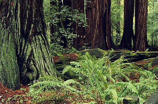 树林,加利福尼亚,美国