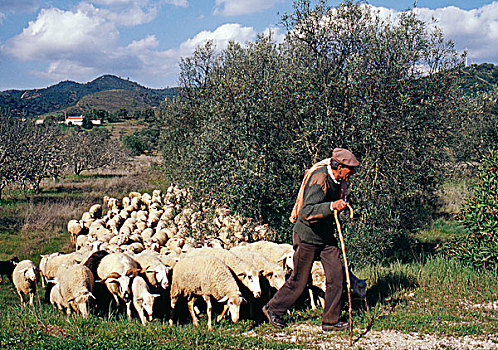 牧羊人,成群