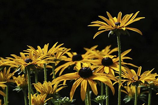 金花菊,黄雏菊属植物,深色背景