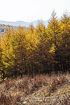 中国秋天山坡黄色的松树