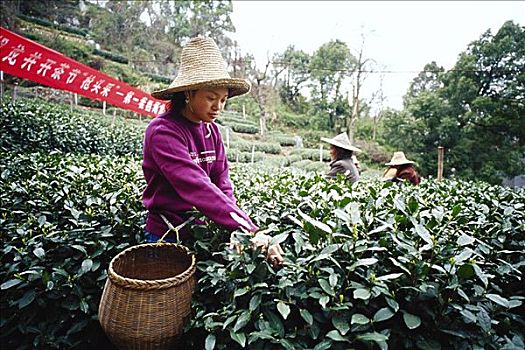 女人,挑选,茶,杭州,中国