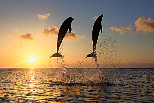 两个,普通,宽吻海豚,海豚,成年,跳跃,日落,洪都拉斯,加勒比,中美洲,拉丁美洲